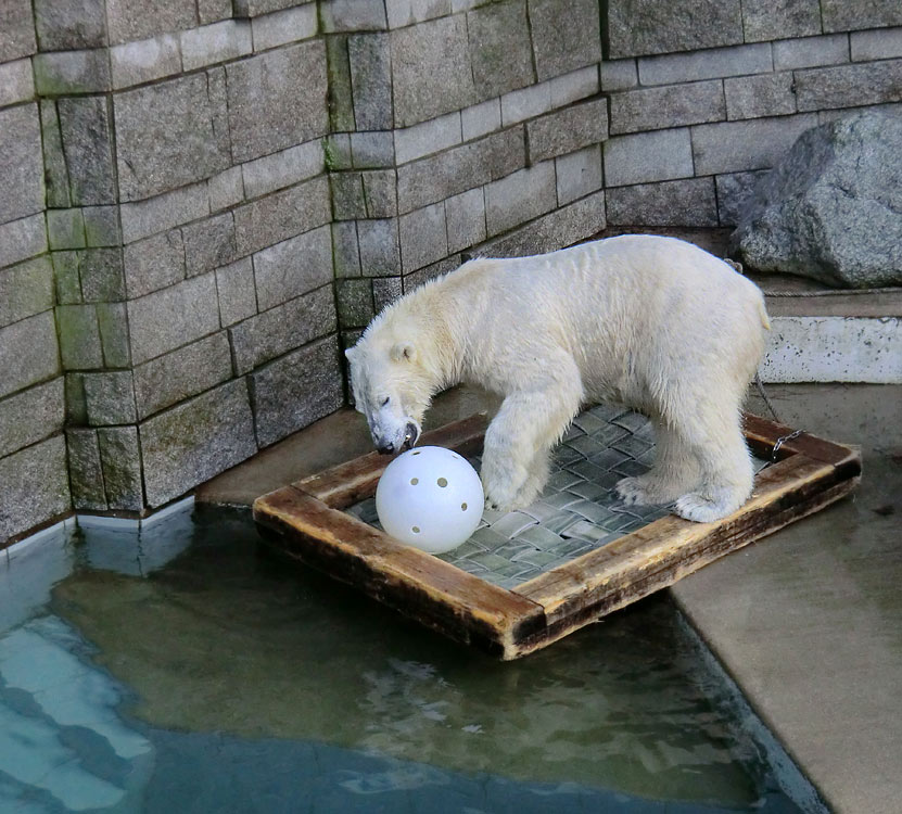 Eisbär LUKA im Wuppertaler Zoo am 28. Dezember 2013