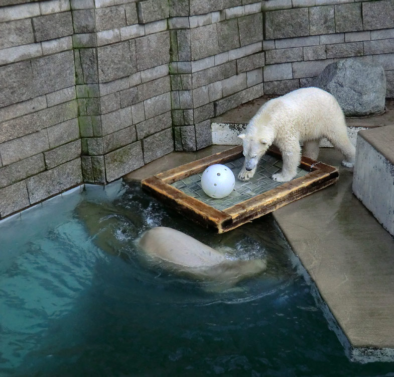 Eisbärin ANORI und Eisbär LUKA im Zoo Wuppertal am 28. Dezember 2013