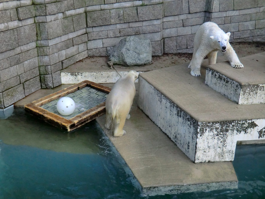 Eisbärin ANORI und Eisbär LUKA im Wuppertaler Zoo am 28. Dezember 2013