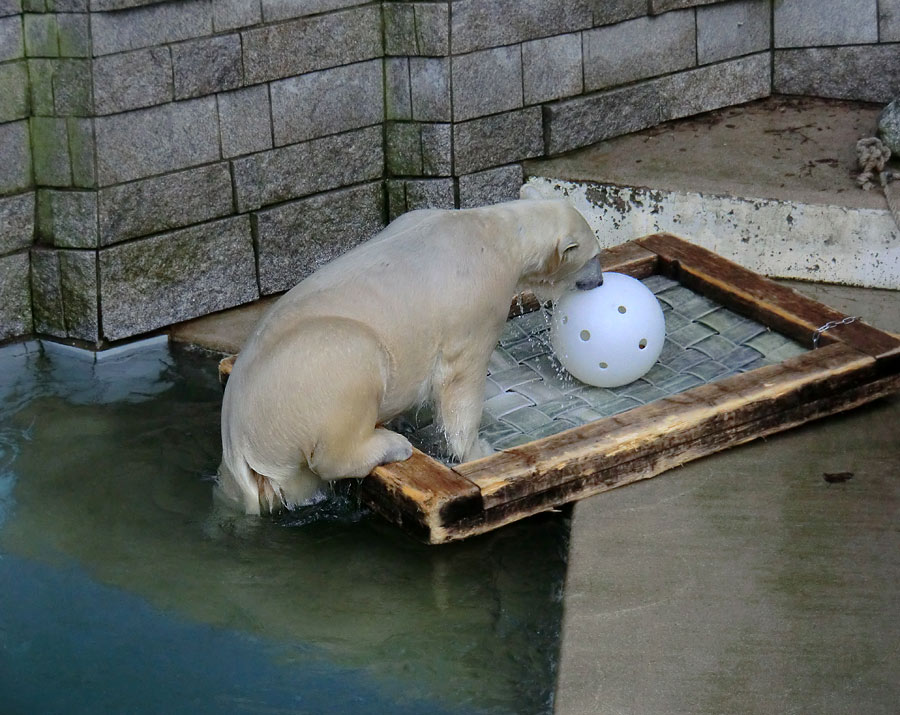 Eisbärin ANORI im Zoo Wuppertal am 28. Dezember 2013