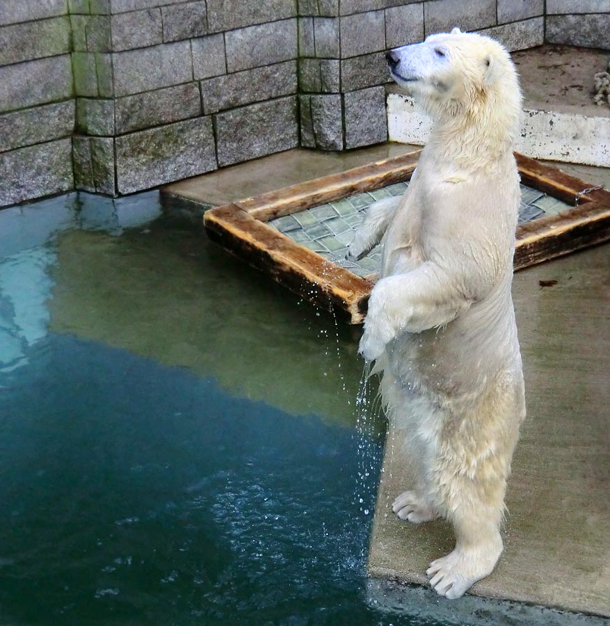 Eisbärin ANORI im Zoo Wuppertal am 28. Dezember 2013