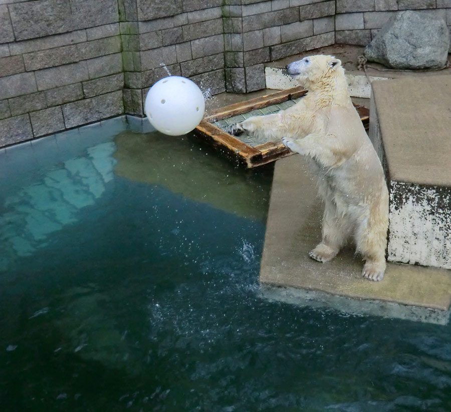 Eisbärin ANORI im Zoologischen Garten Wuppertal am 28. Dezember 2013