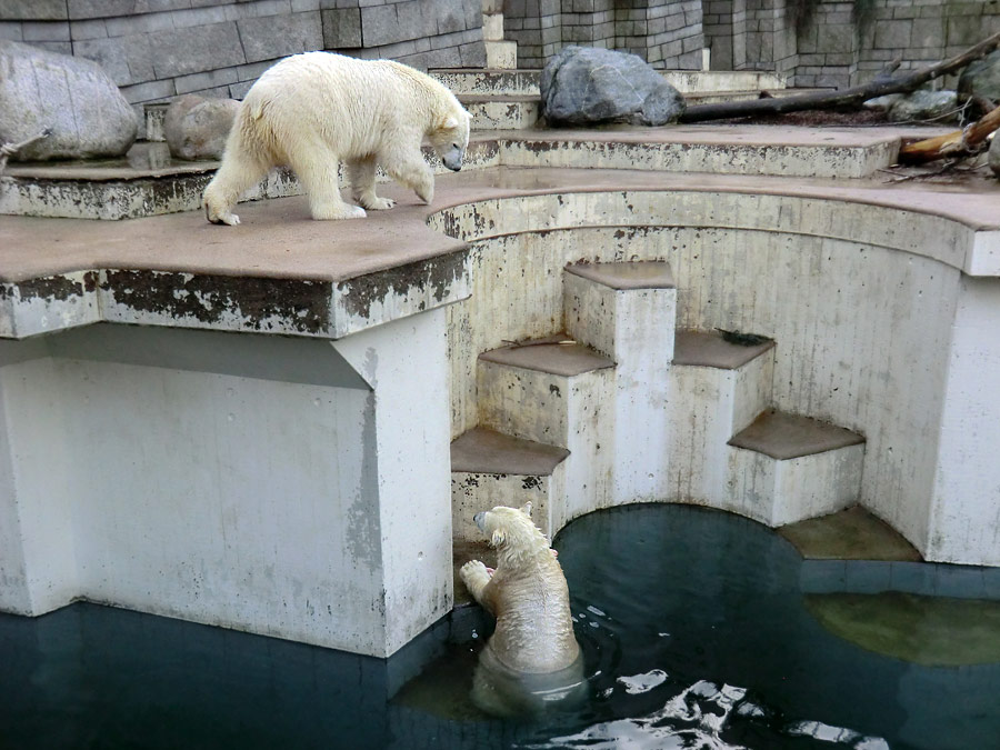 Eisbär LUKA und Eisbärin ANORI im Zoologischen Garten Wuppertal am 31. Dezember 2013