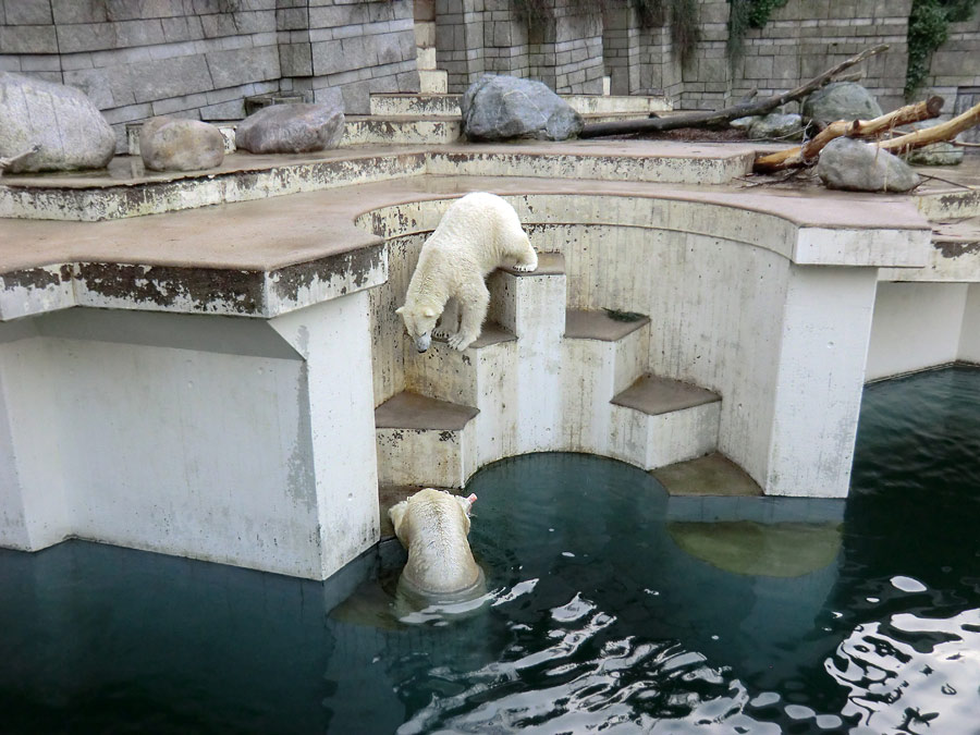 Eisbär LUKA und Eisbärin ANORI im Zoologischen Garten Wuppertal am 31. Dezember 2013