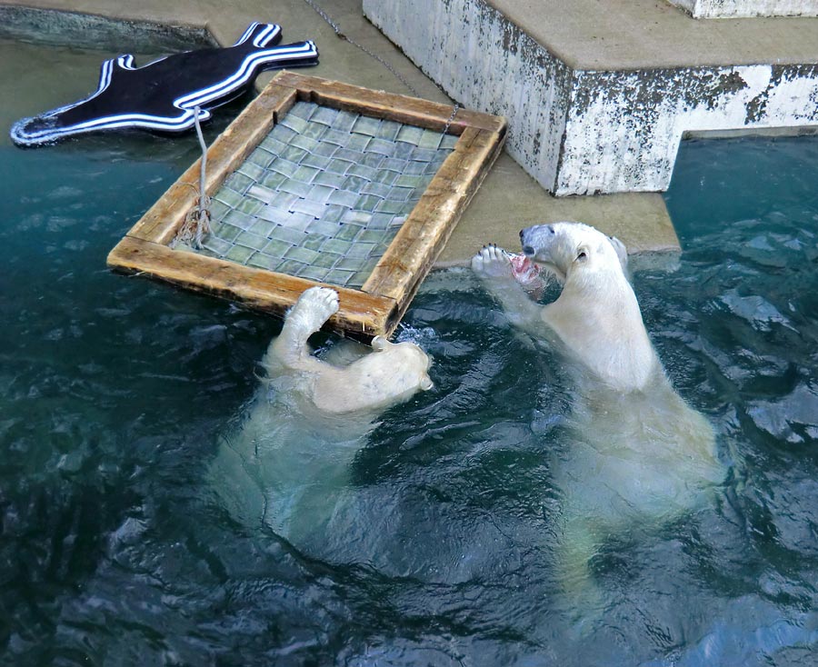 Eisbärin ANORI und Eisbär LUKA im Zoologischen Garten Wuppertal am 31. Dezember 2013