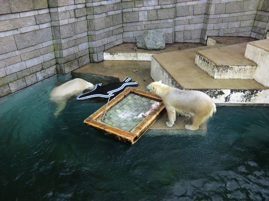 Eisbär LUKA und Eisbärin ANORI im Zoo Wuppertal am 31. Dezember 2013