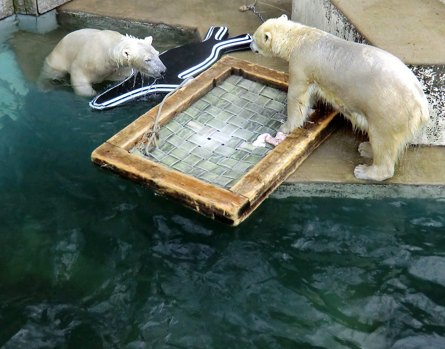 Eisbär LUKA und Eisbärin ANORI im Zoologischen Garten Wuppertal am 31. Dezember 2013