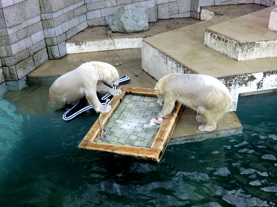 Eisbär LUKA und Eisbärin ANORI im Wuppertaler Zoo am 31. Dezember 2013