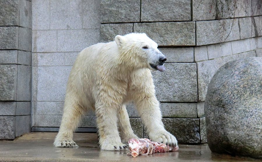 Eisbär LUKA im Zoo Wuppertal am 31. Dezember 2013