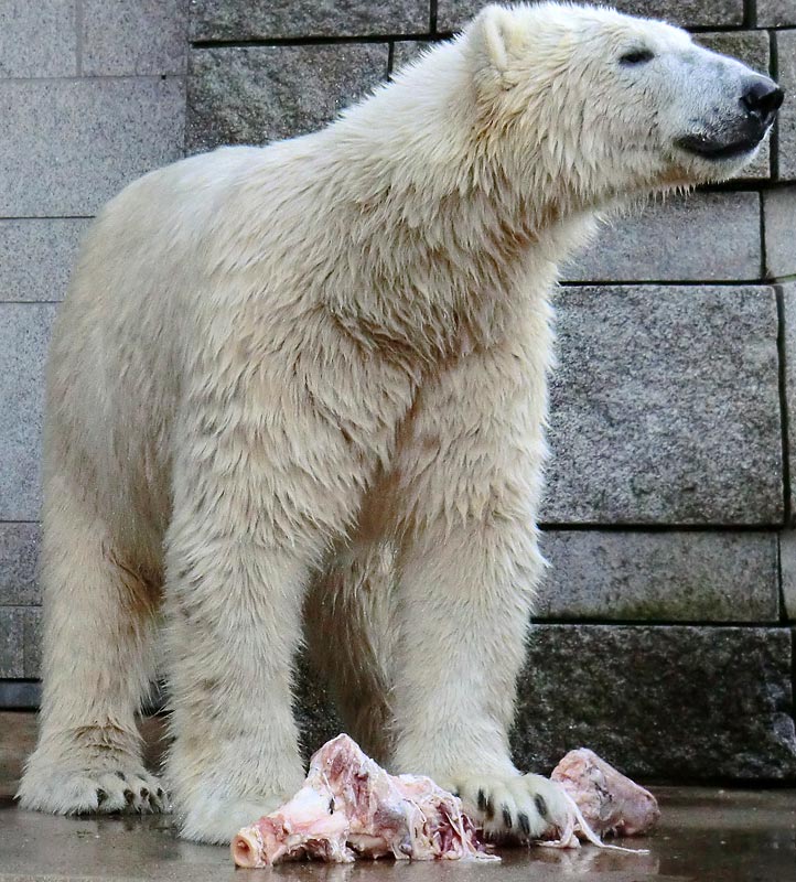Eisbär LUKA im Zoologischen Garten Wuppertal am 31. Dezember 2013
