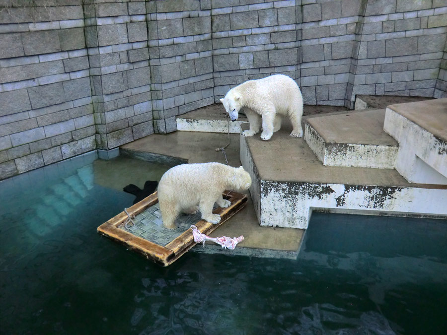 Eisbärin ANORI und Eisbär LUKA im Zoologischen Garten Wuppertal am 31. Dezember 2013