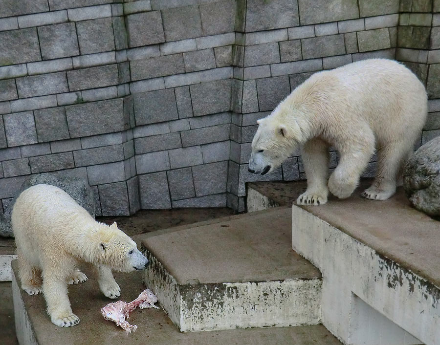 Eisbärin ANORI und Eisbär LUKA im Wuppertaler Zoo am 31. Dezember 2013