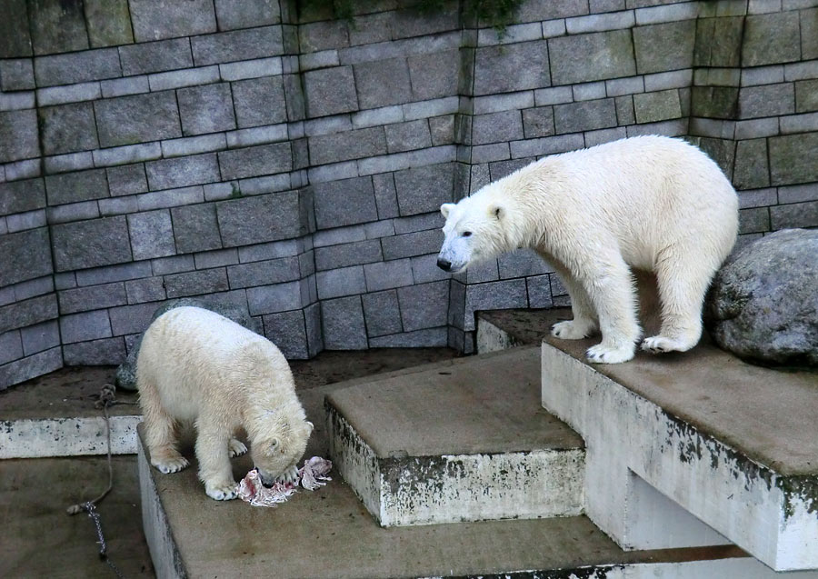 Eisbärin ANORI und Eisbär LUKA im Zoo Wuppertal am 31. Dezember 2013