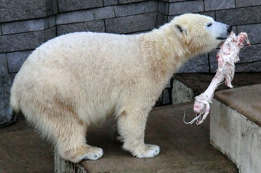 Eisbärin ANORI im Zoo Wuppertal am 31. Dezember 2013