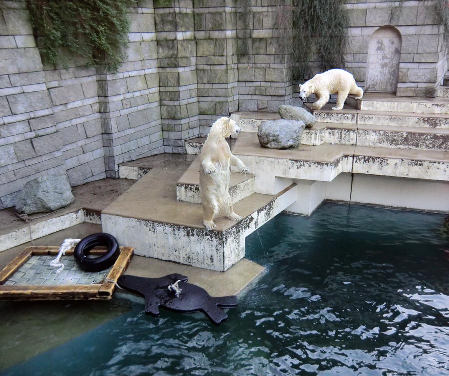 Eisbärin ANORI und Eisbär LUKA im Zoologischen Garten Wuppertal am 1. Januar 2014