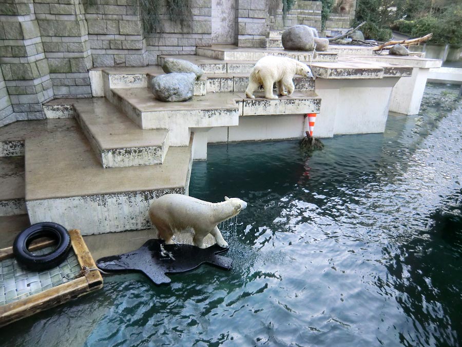 Eisbärin ANORI und Eisbär LUKA im Wuppertaler Zoo am 1. Januar 2014
