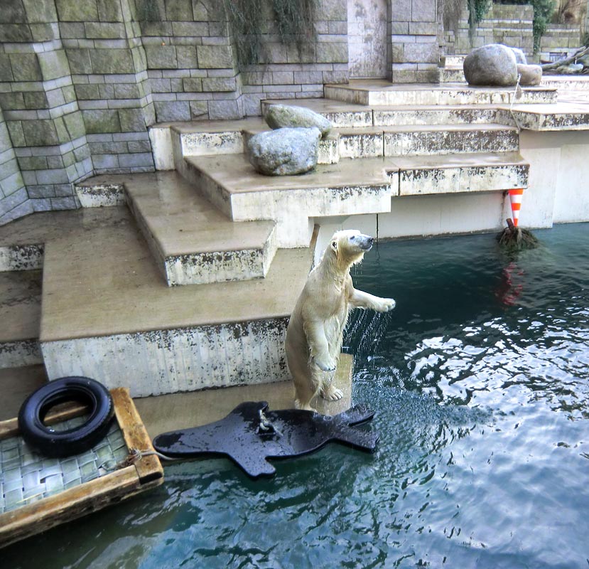 Eisbärin ANORI im Zoo Wuppertal am 1. Januar 2014