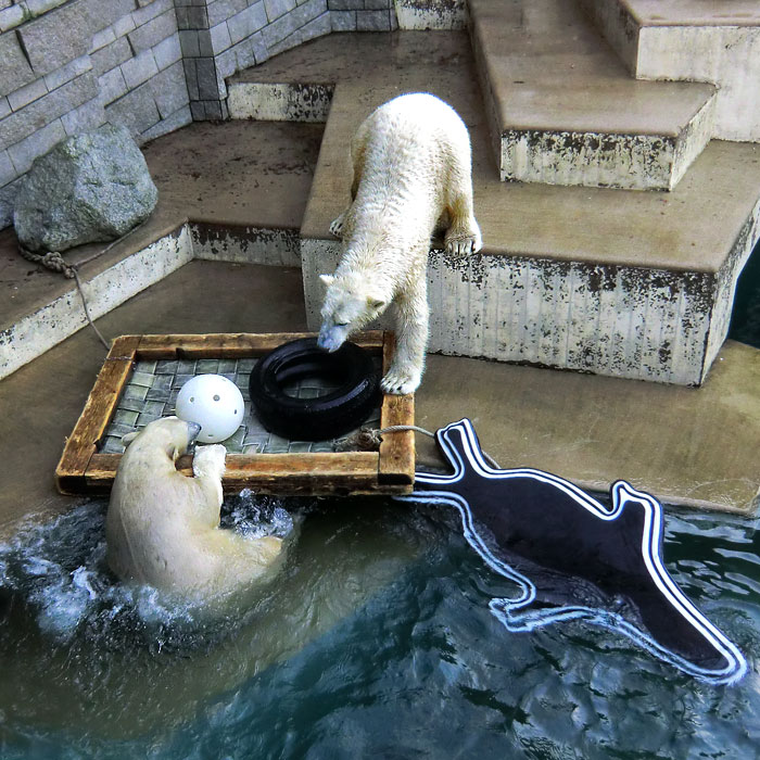 Eisbären ANORI und LUKA am 1. Januar 2014 im Wuppertaler Zoo