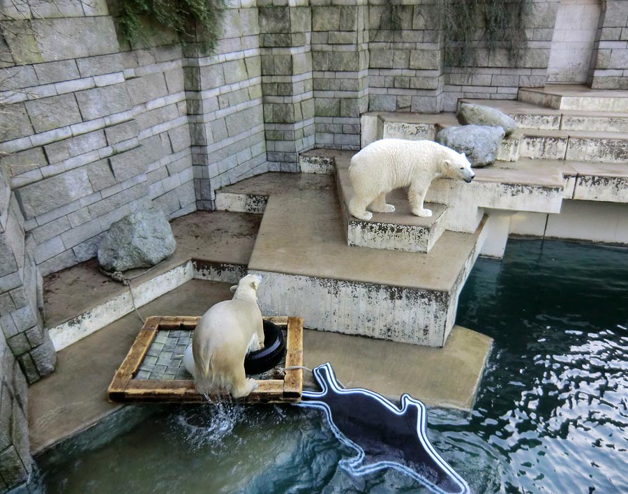 Eisbärin ANORI und Eisbär LUKA im Zoologischen Garten Wuppertal am 1. Januar 2014