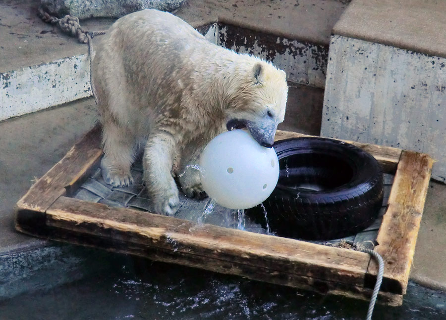 Eisbärin ANORI im Wuppertaler Zoo am 1. Januar 2014