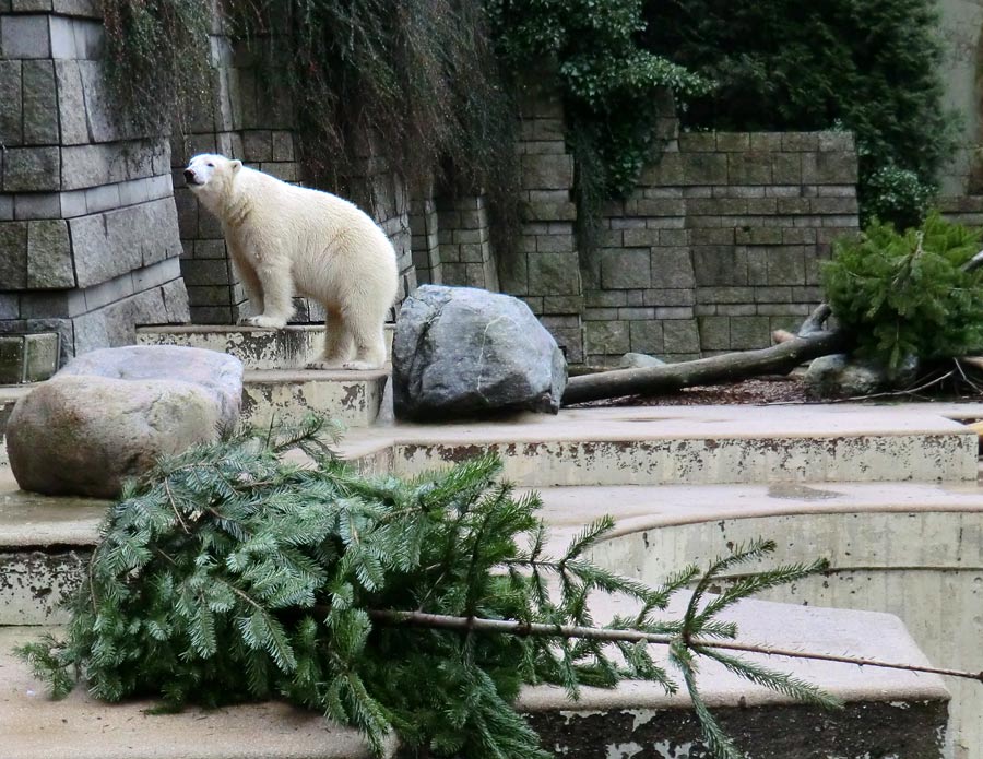 Eisbär LUKA im Zoo Wuppertal am 2. Januar 2014