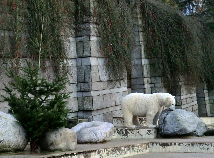 Eisbär LUKA im Zoologischen Garten Wuppertal am 2. Januar 2014
