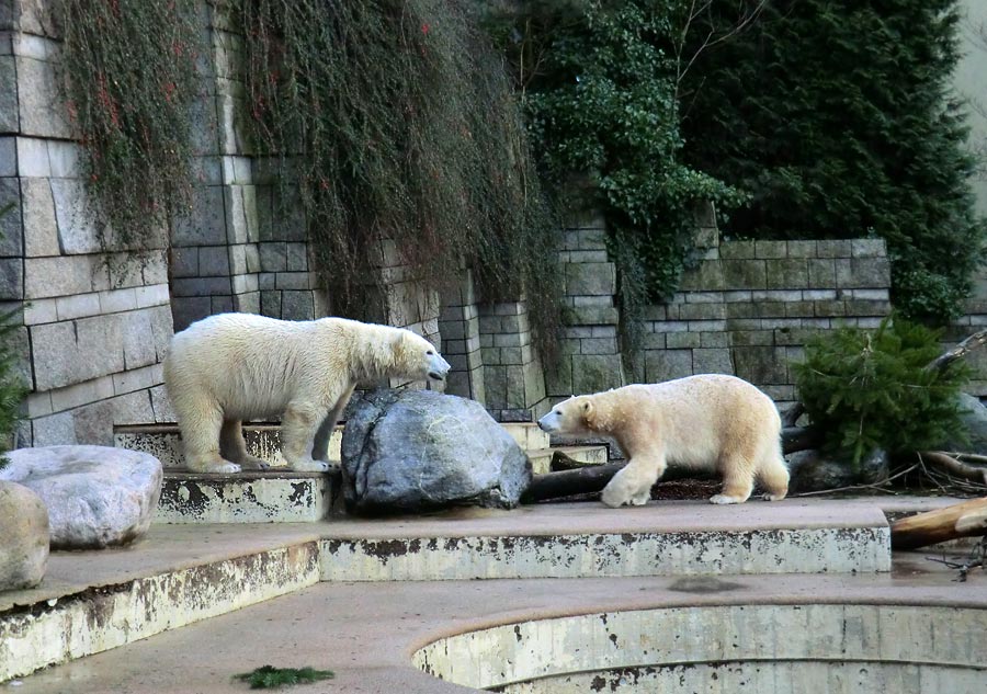 Eisbär LUKA und Eisbärin ANORI im Wuppertaler Zoo am 2. Januar 2014