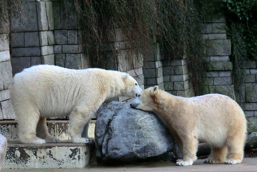 Eisbär LUKA und Eisbärin ANORI im Zoo Wuppertal am 2. Januar 2014