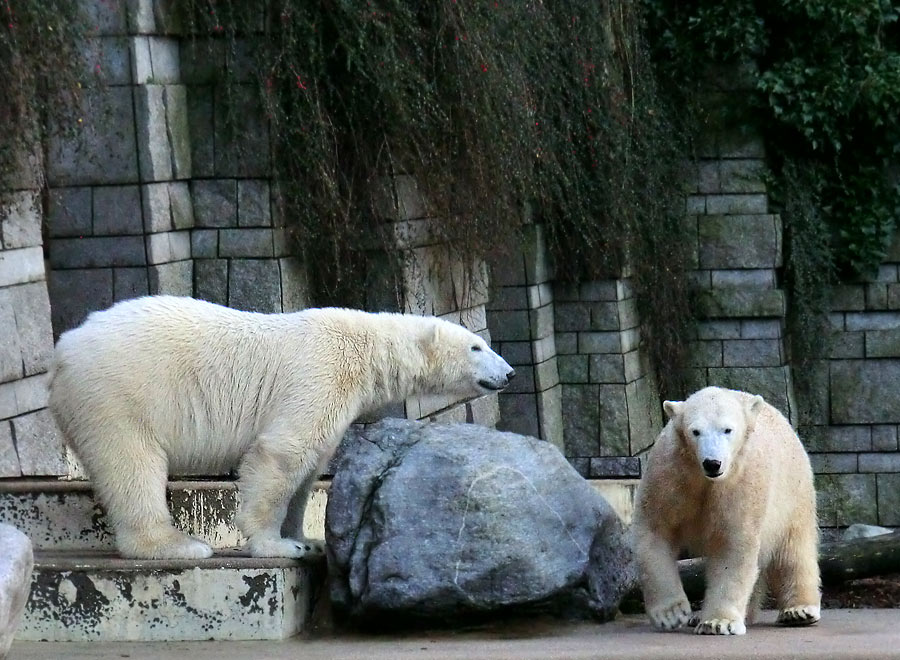 Eisbär LUKA und Eisbärin ANORI im Zoologischen Garten Wuppertal am 2. Januar 2014