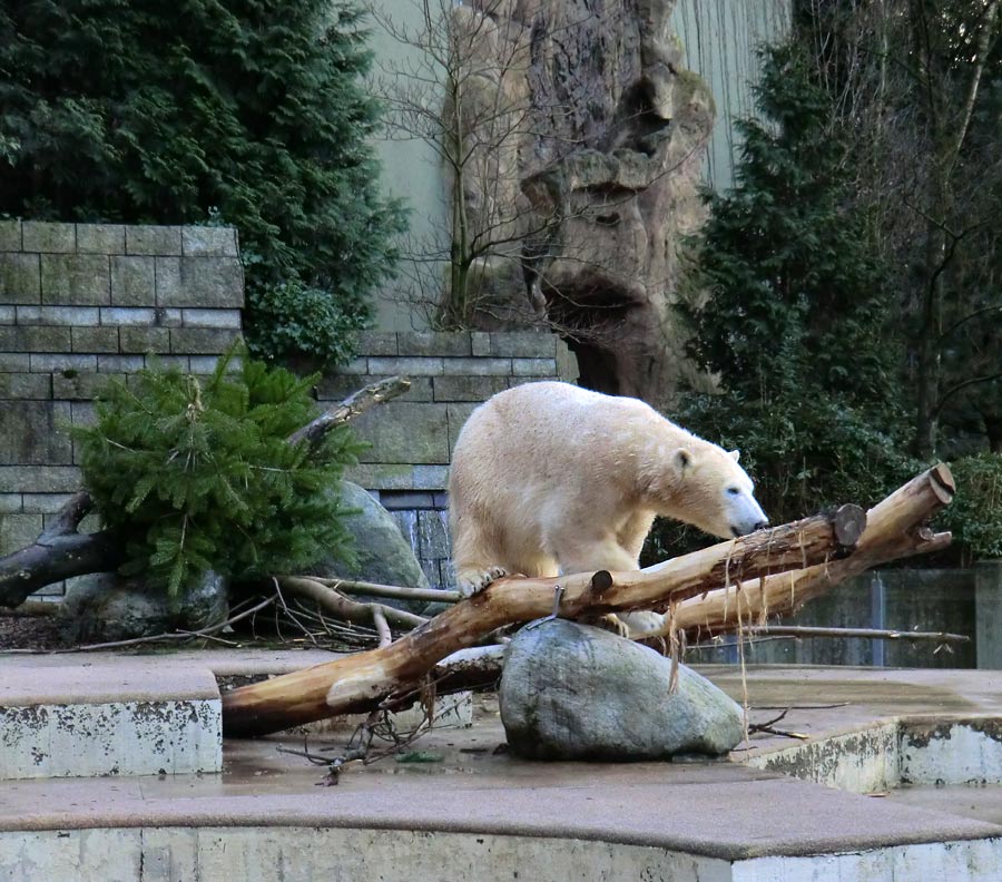 Eisbärin ANORI im Wuppertaler Zoo am 2. Januar 2014