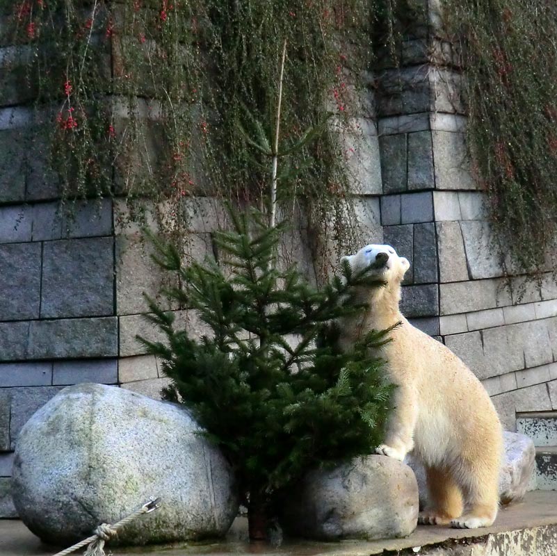 Eisbärin ANORI im Zoologischen Garten Wuppertal am 2. Januar 2014