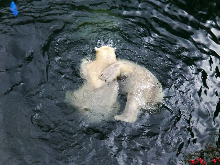 Spielende Eisbären im Wasser im Zoo Wuppertal am 3. Januar 2014