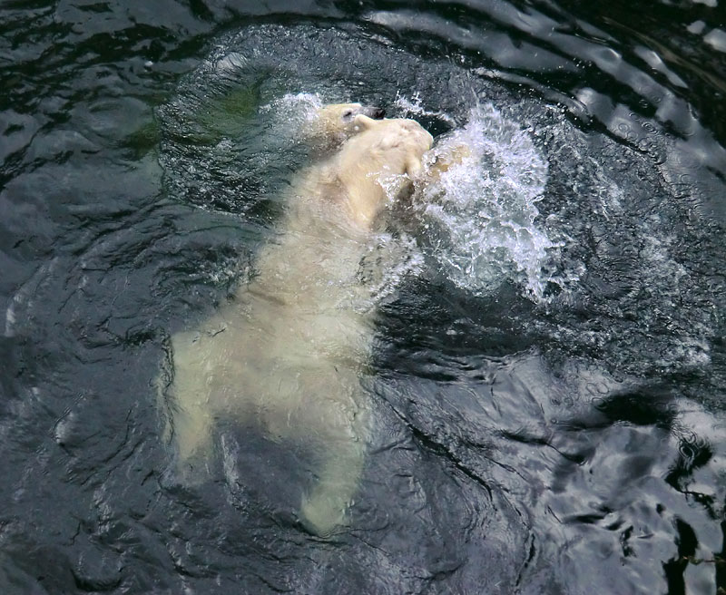 Spielende Eisbären im Wasser im Zoologischen Garten Wuppertal am 3. Januar 2014