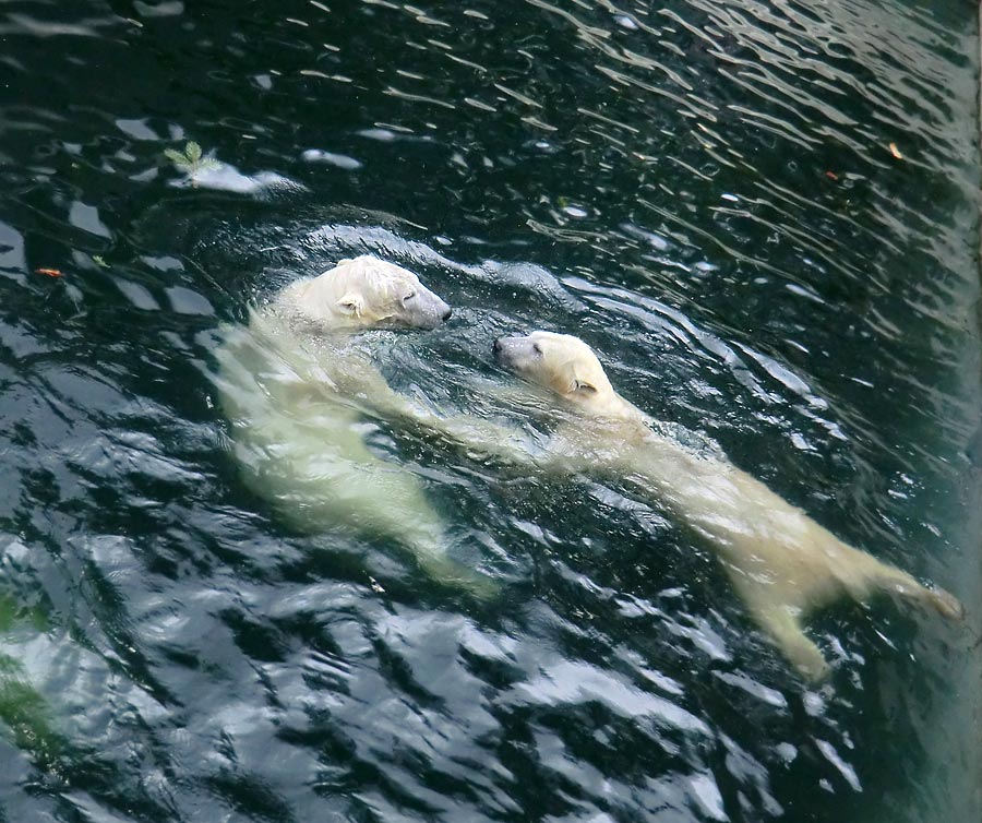 Eisbär LUKA und Eisbärin ANORI im Wuppertaler Zoo am 3. Januar 2014