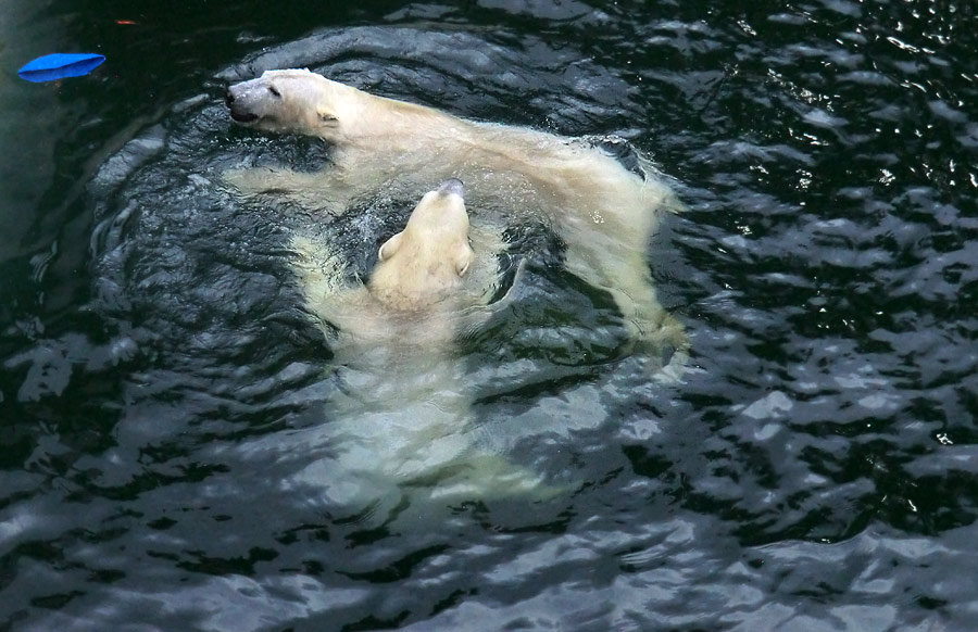 Spielende Eisbären im Wasser im Zoologischen Garten Wuppertal am 3. Januar 2014