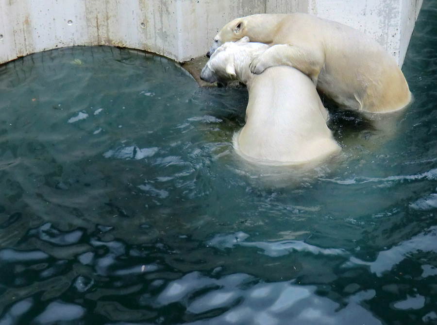 Eisbär LUKA und Eisbärin ANORI im Wuppertaler Zoo am 3. Januar 2014