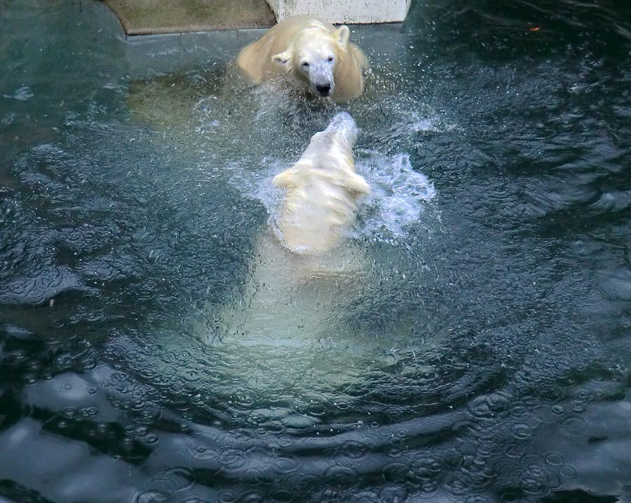Spielende Eisbären im Wasser im Zoo Wuppertal am 3. Januar 2014