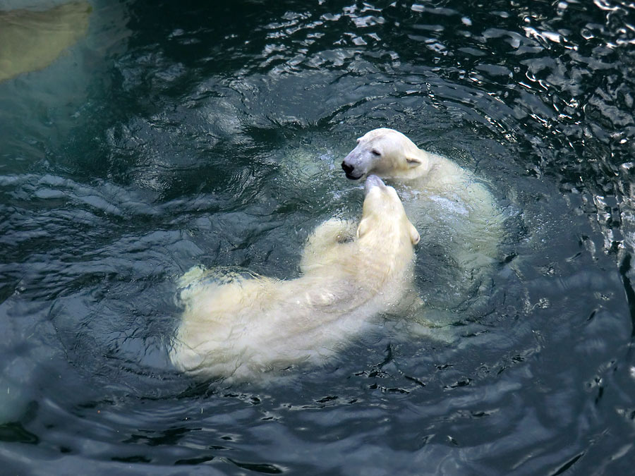 Eisbärin ANORI und Eisbär LUKA im Zoologischen Garten Wuppertal am 3. Januar 2014