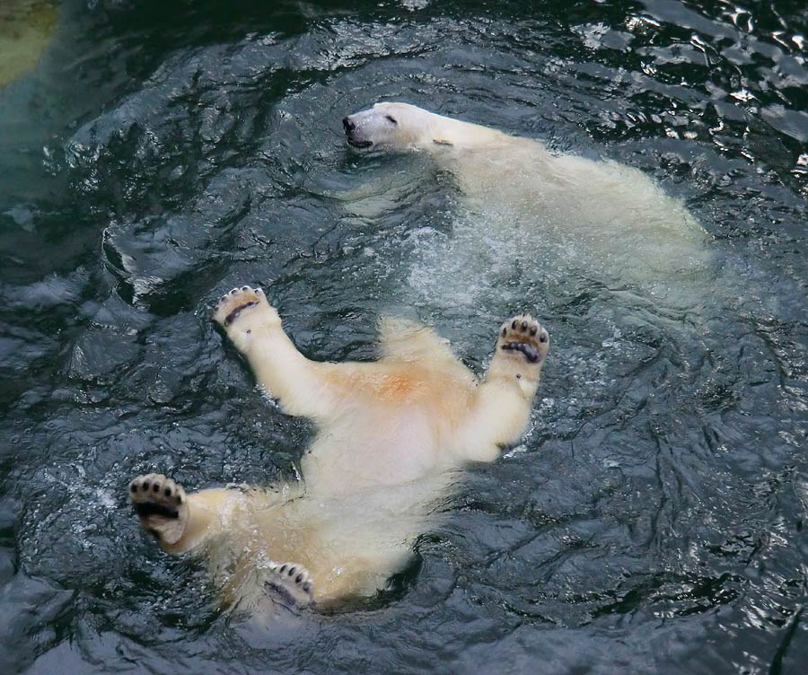 Eisbärin ANORI und Eisbär LUKA im Wuppertaler Zoo am 3. Januar 2014