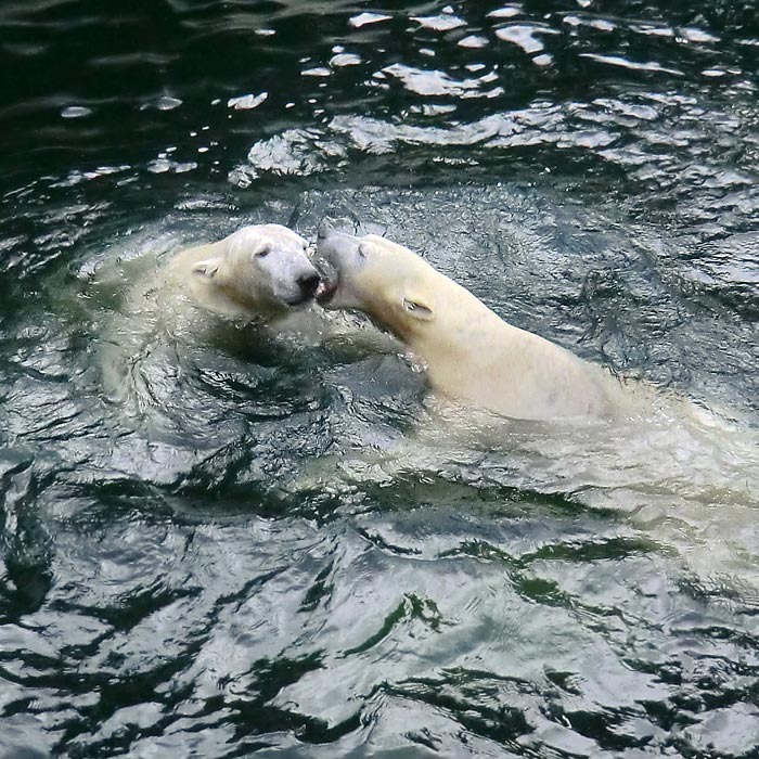 Eisbären LUKA und ANORI am 3. Januar 2014 im Wuppertaler Zoo