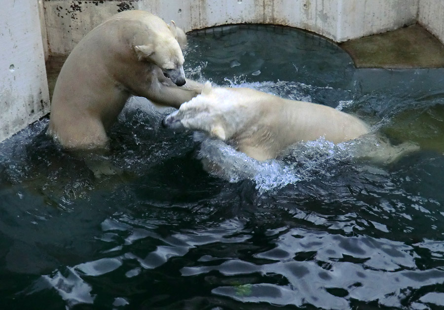 Eisbärin ANORI und Eisbär LUKA im Wuppertaler Zoo am 3. Januar 2014