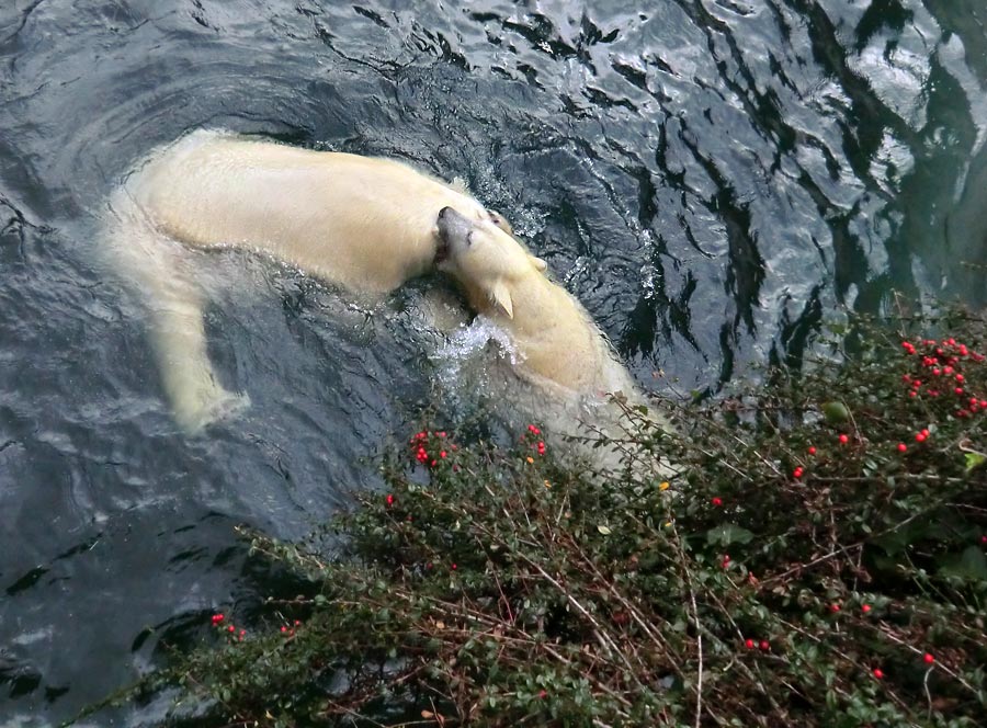 Eisbär LUKA und Eisbärin ANORI im Zoologischen Garten Wuppertal am 3. Januar 2014