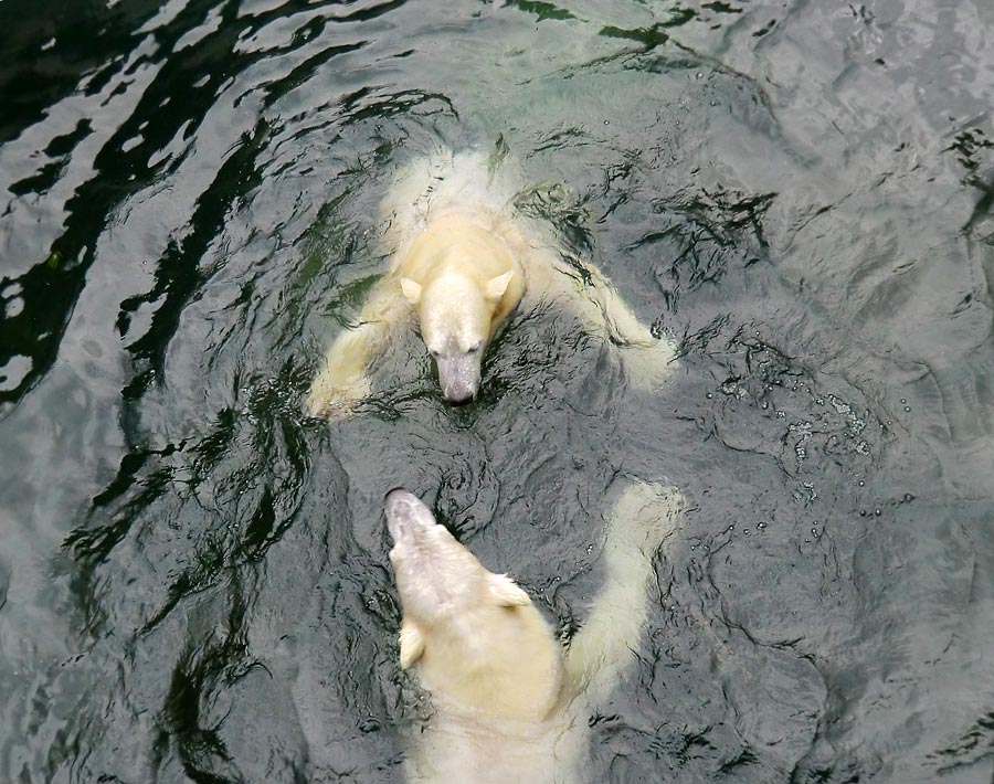 Spielende Eisbären im Wasser im Wuppertaler Zoo am 3. Januar 2014