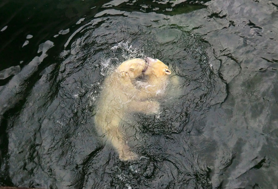 Spielende Eisbären im Wasser im Zoo Wuppertal am 3. Januar 2014
