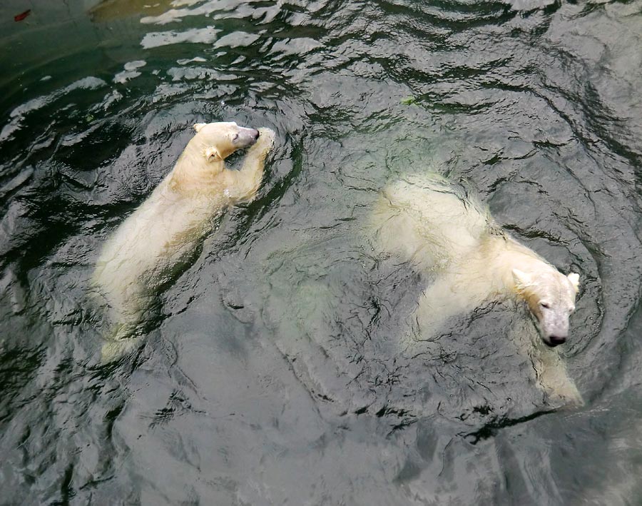 Eisbärin ANORI und Eisbär LUKA im Zoologischen Garten Wuppertal am 3. Januar 2014