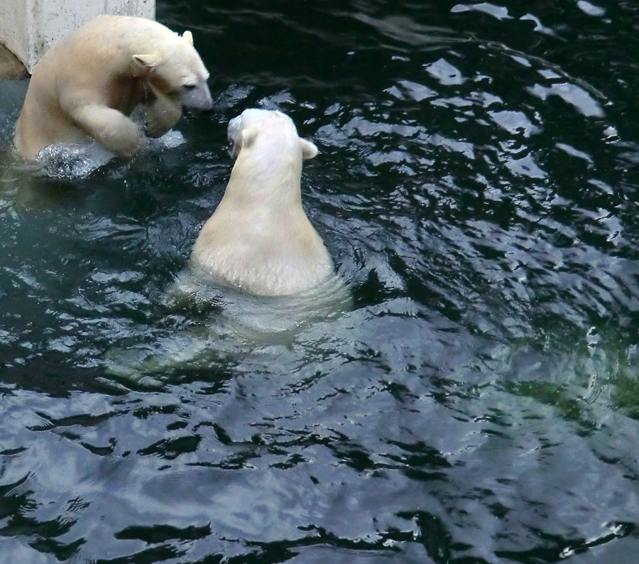 Eisbärin ANORI und Eisbär LUKA im Zoologischen Garten Wuppertal am 3. Januar 2014