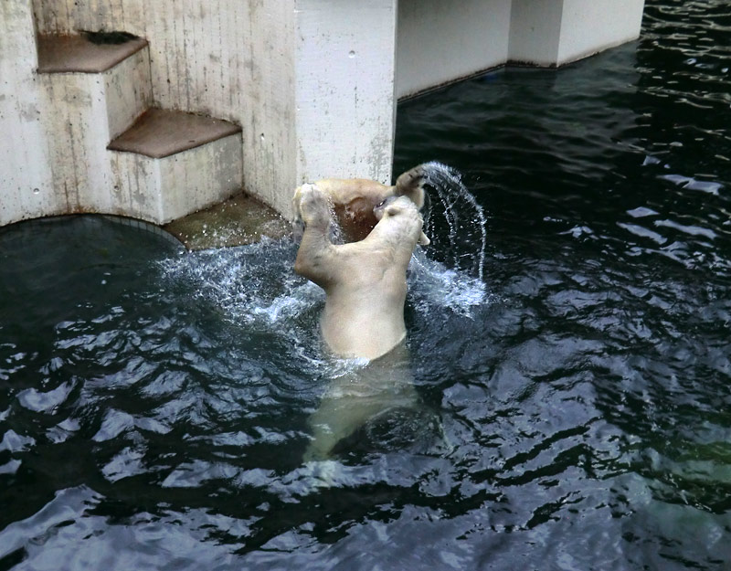 Spielende Eisbären im Wasser im Wuppertaler Zoo am 3. Januar 2014