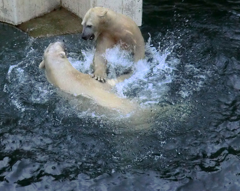 Eisbär LUKA und Eisbärin ANORI im Zoo Wuppertal am 3. Januar 2014