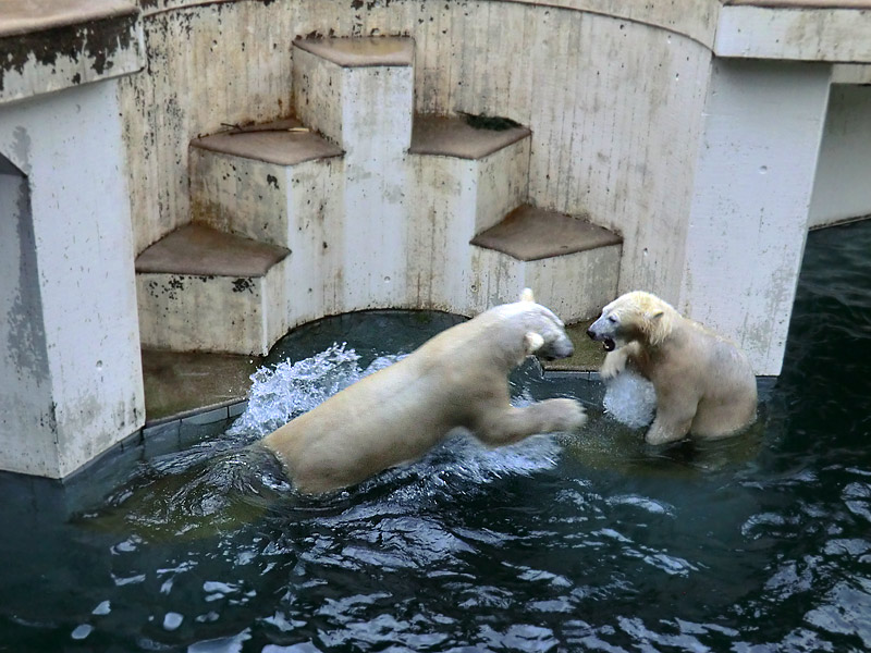 Eisbär LUKA und Eisbärin ANORI im Zoologischen Garten Wuppertal am 3. Januar 2014