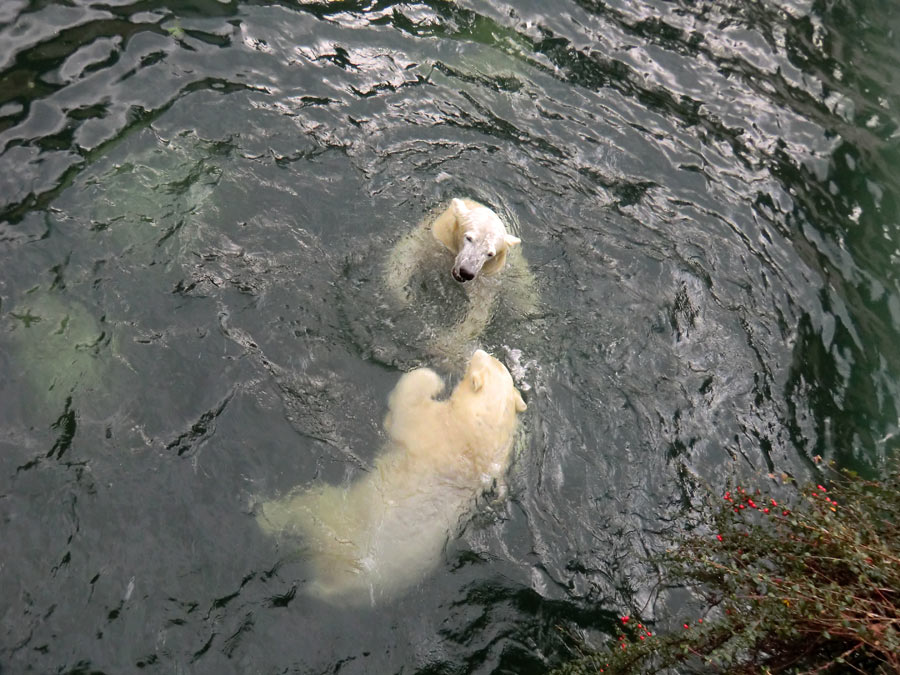 Eisbärin ANORI und Eisbär LUKA im Wuppertaler Zoo am 3. Januar 2014